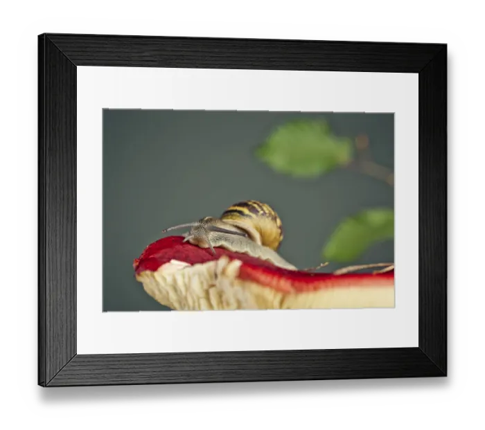 Framed Print : Autumn picture with snail on forest mushroom with moss and leaves