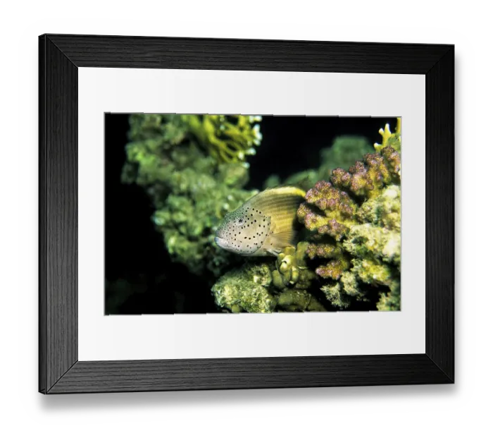 Framed Print : Striped coral guardian, tufted perch