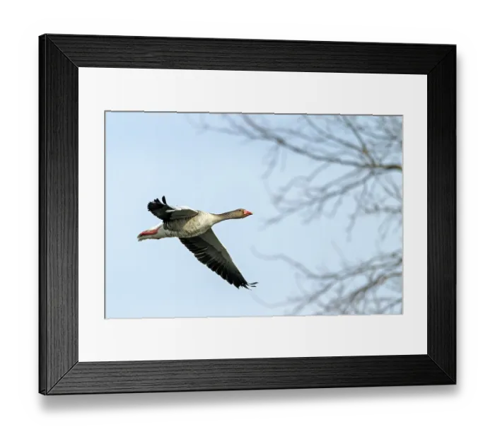 Framed Print : Greylag Goose (Anser anser), in Ancient Egypt