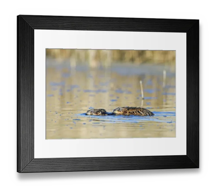 Framed Print : Muskrat (Ondatra zibethicus), muskrat