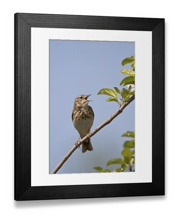 Framed Print : Tree Pipit (Anthus trivialis), the nest is made on the ground among grass tussocks (Photo male on song post)