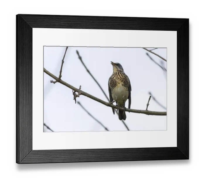 Framed Print : A fieldfare is sitting on a branch Framed Print : A fieldfare is sitting on a branch