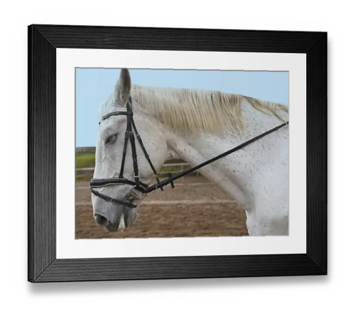 Framed Print : Photoshooting with white horse on a riding ground in Bavaria Framed Print : Photoshooting with white horse on a riding ground in Bavaria