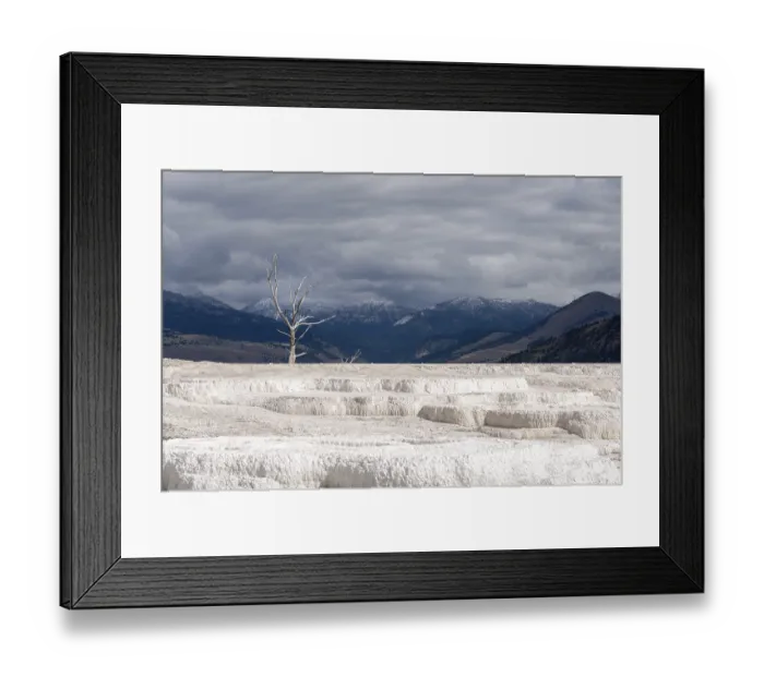 Framed Print : Dead Tree at Mammoth Hot Springs Framed Print : Dead Tree at Mammoth Hot Springs