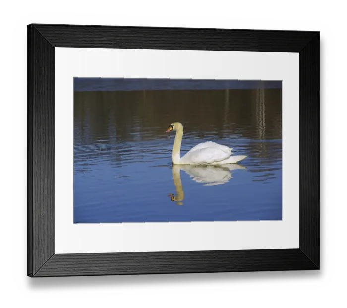 Framed Print : Swan, Swan