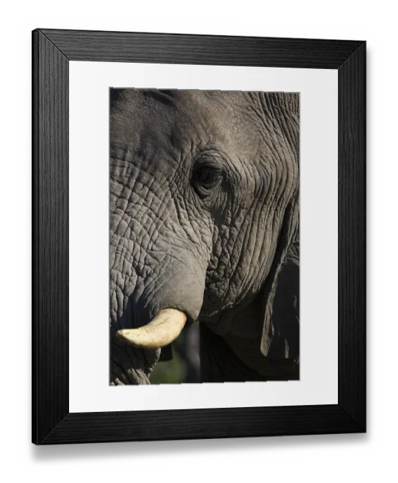 Framed Print : Elefantenbulle