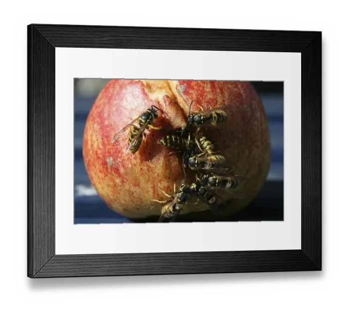 Framed Print : Wasps on (and in) a gnawed fallen apple Framed Print : Wasps on (and in) a gnawed fallen apple