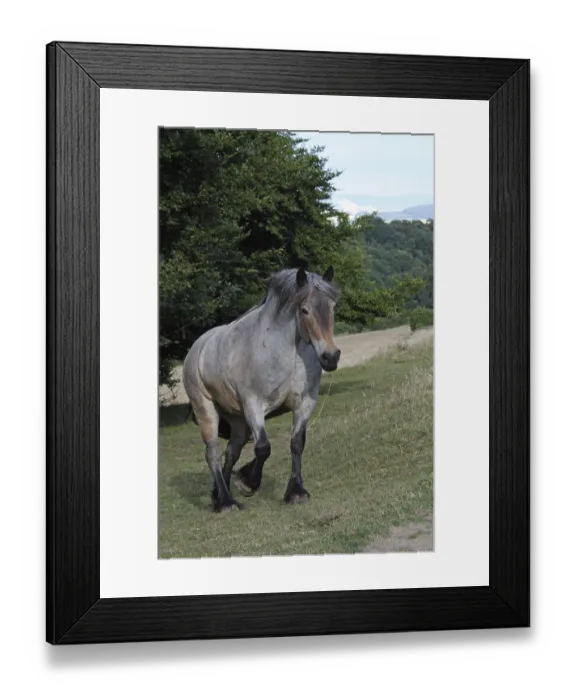 Framed Print : Auxois (cold-blooded horse) Framed Print : Auxois (cold-blooded horse)