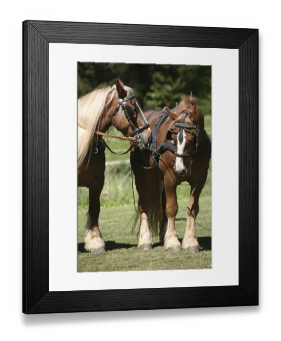 Framed Print : Powerhouses in harnesses