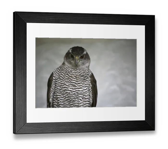 Framed Print : Accipiter gentilis (Accipiter gentilis)