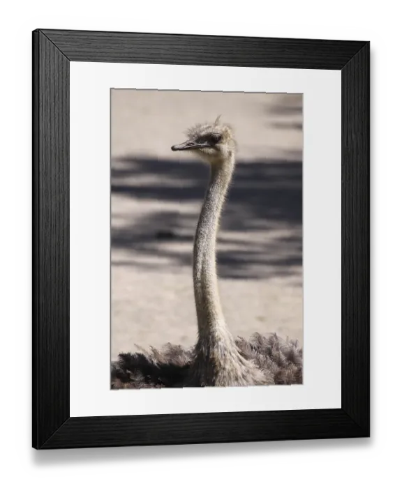 Framed Print : African ostrich