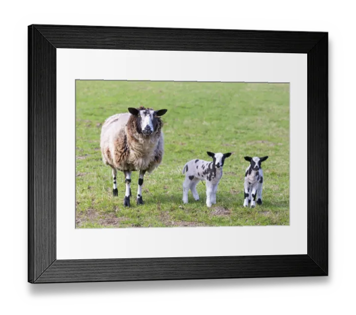 Framed Print : Mother sheep with two newborn lambs in spring meadow Framed Print : Mother sheep with two newborn lambs in spring meadow