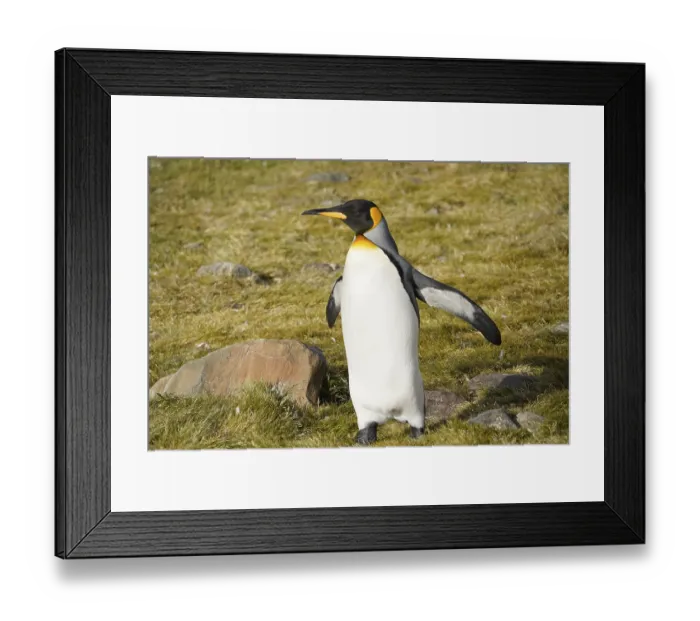 Framed Print : King penguin, St Andrews Bay, South Georgia Framed Print : King penguin, St Andrews Bay, South Georgia
