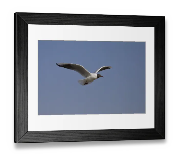 Framed Print : Black-headed gull, Chroicocephalus ridibundus Framed Print : Black-headed gull, Chroicocephalus ridibundus
