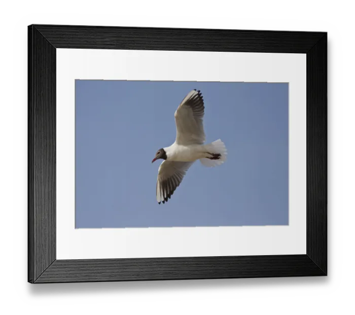 Framed Print : Black-headed gull, Chroicocephalus ridibundus Framed Print : Black-headed gull, Chroicocephalus ridibundus