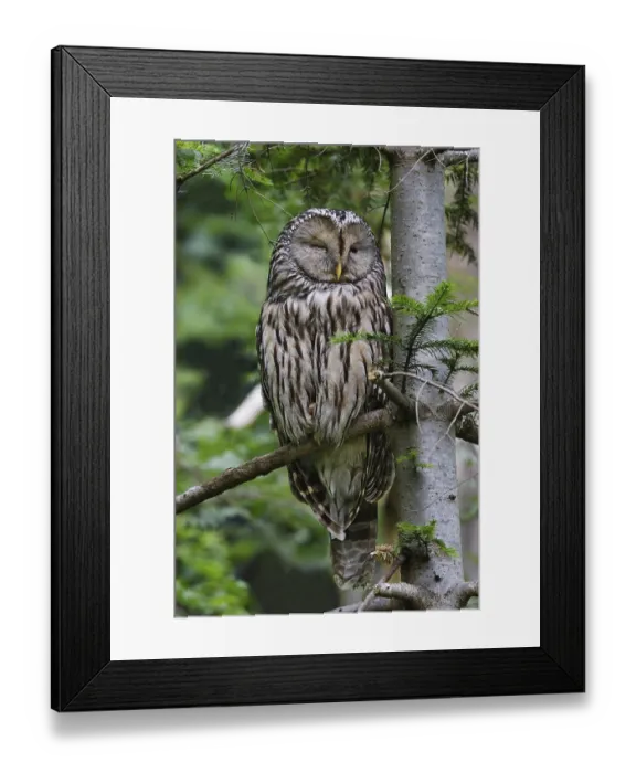 Framed Print : Ural owl, young bird, Strix uralensis, Ural owl Framed Print : Ural owl, young bird, Strix uralensis, Ural owl