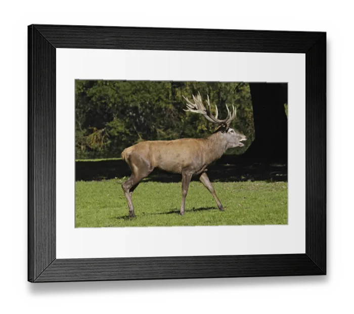 Framed Print : Red deer, Cervus elaphus, red deer