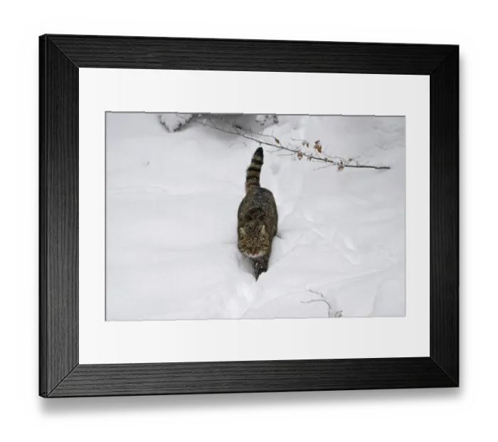 Framed Print : Wildcat, Felis silvestris, wildcat