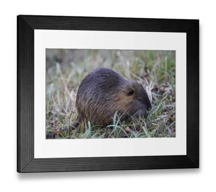 Framed Print : Nutria, Myocastor coypus, coypu Framed Print : Nutria, Myocastor coypus, coypu