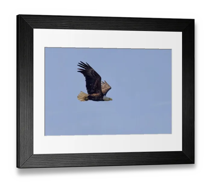 Framed Print : The Bald eagle (Haliaeetus leucocephalus) in flight Framed Print : The Bald eagle (Haliaeetus leucocephalus) in flight