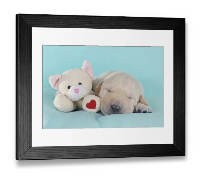 Framed Print : Labrador Retriever, yellow, puppy 3 weeks