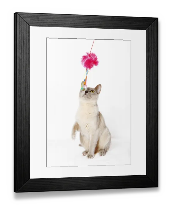 Framed Print : Burmese cat playing with a cat toy Framed Print : Burmese cat playing with a cat toy