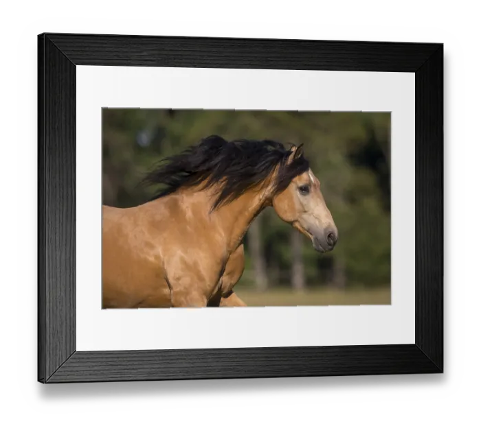Framed Print : Pura Raza Espanola stallion dun with flowing mane in moving portrait Framed Print : Pura Raza Espanola stallion dun with flowing mane in moving portrait