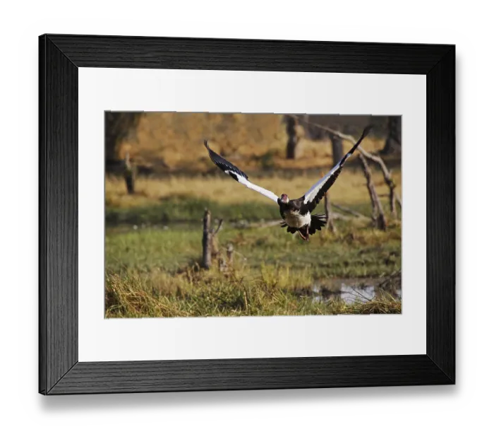 Framed Print : Spur-winged goose (plectropterus gambensis)