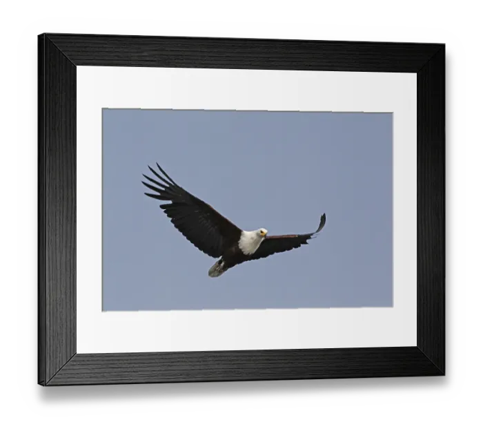 Framed Print : African Fish-Eagle (haliaeetus vocifer) Framed Print : African Fish-Eagle (haliaeetus vocifer)