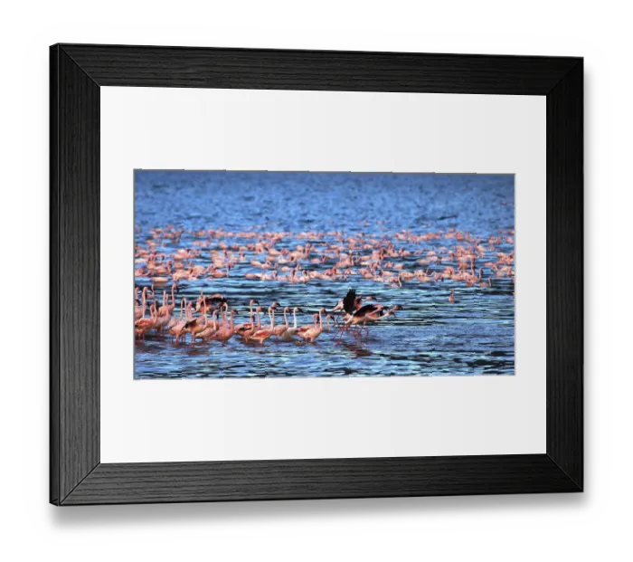 Framed Print : Lesser Flamingo (phoenicopterus minor)