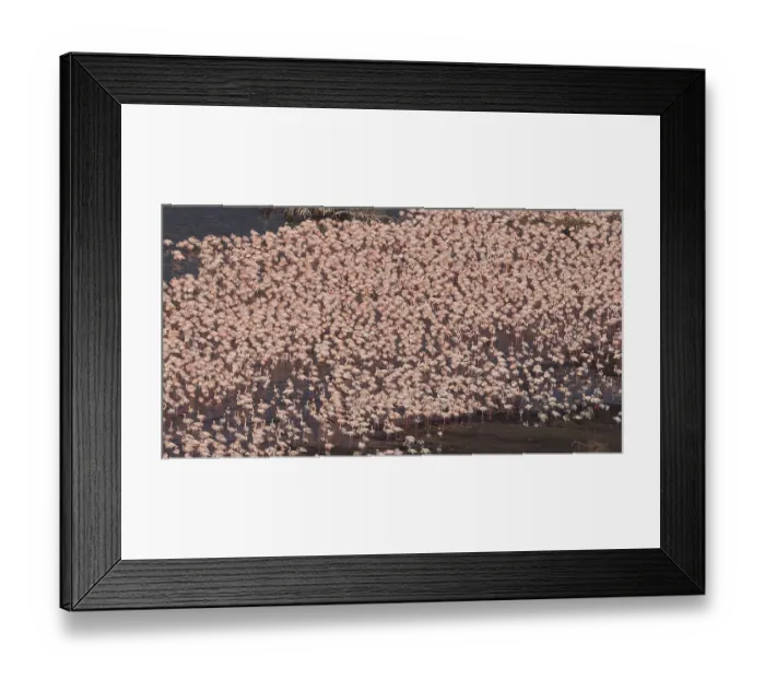 Framed Print : Lesser Flamingo (phoenicopterus minor) Framed Print : Lesser Flamingo (phoenicopterus minor)