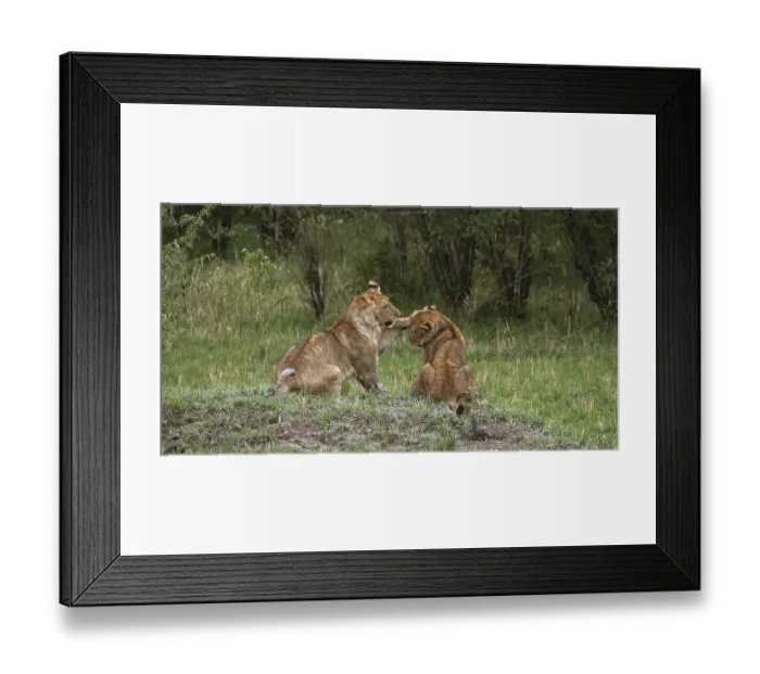 Framed Print : African Lion (panthera leo), cubs playing Framed Print : African Lion (panthera leo), cubs playing