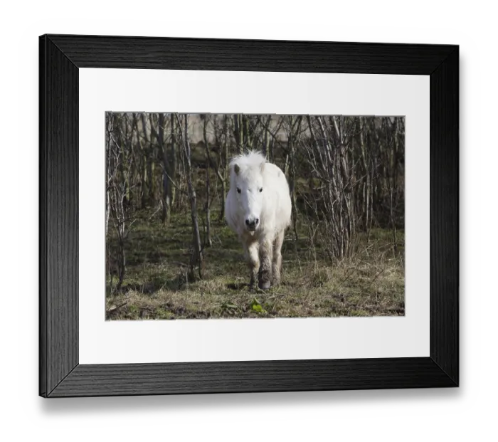 Framed Print : Old Shetland Pony