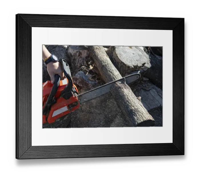 Framed Print : Cutting a log with a powerful chainsaw in action Framed Print : Cutting a log with a powerful chainsaw in action