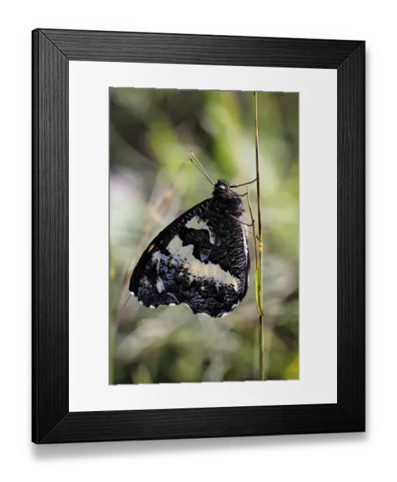 Framed Print : Great banded grayling (Brintesia circe) Germany