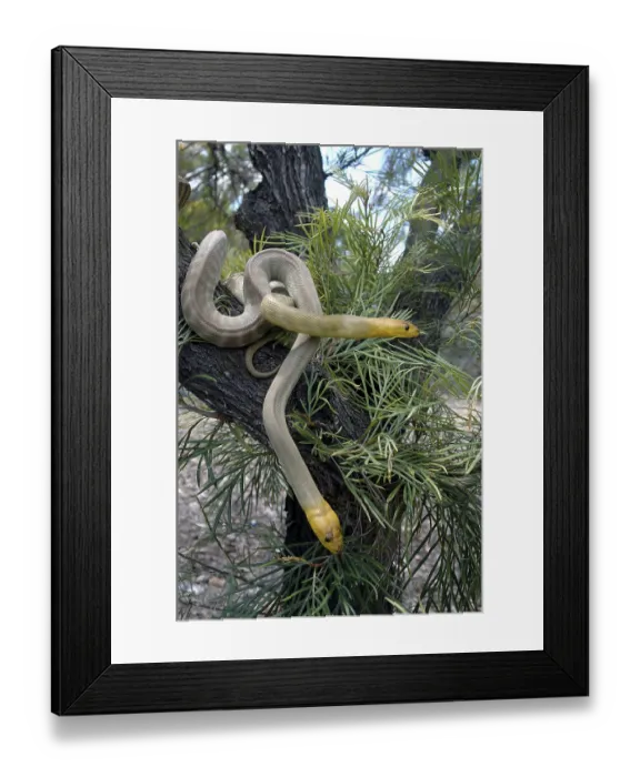 Framed Print : Pair of South Australian woma pythons Framed Print : Pair of South Australian woma pythons