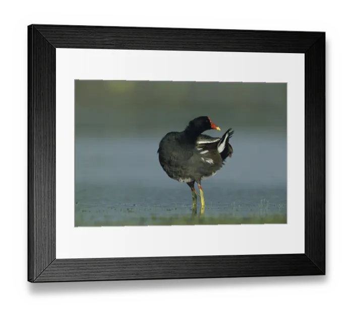 Framed Print : Common Moorhen (Gallinula chloropus)