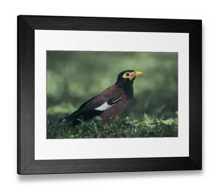 Framed Print : Common Myna (Acridotheres tristis)