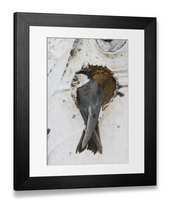 Framed Print : Tree Swallow (Tachycineta bicolor) Framed Print : Tree Swallow (Tachycineta bicolor)