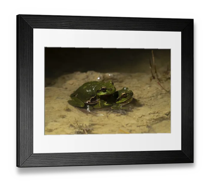Framed Print : European tree frog (Hyla arborea) pair in amplexus in shallow water
