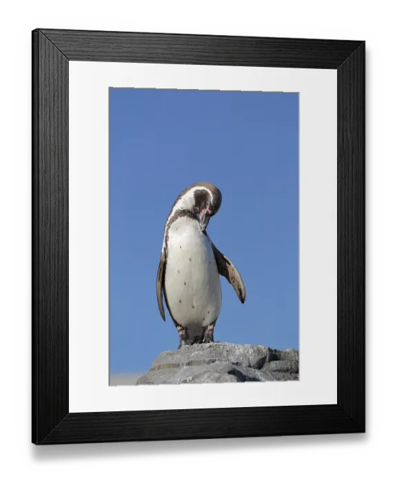 Framed Print : Humboldt penguin (Spheniscus humboldti), captive