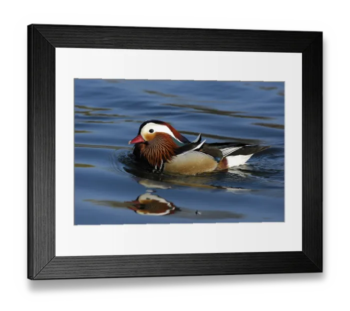 Framed Print : Mandarin duck (Aix galericulata) Framed Print : Mandarin duck (Aix galericulata)