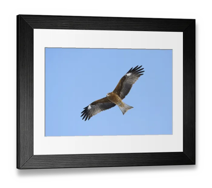 Framed Print : Black Kite (Milvus migrans) in flight