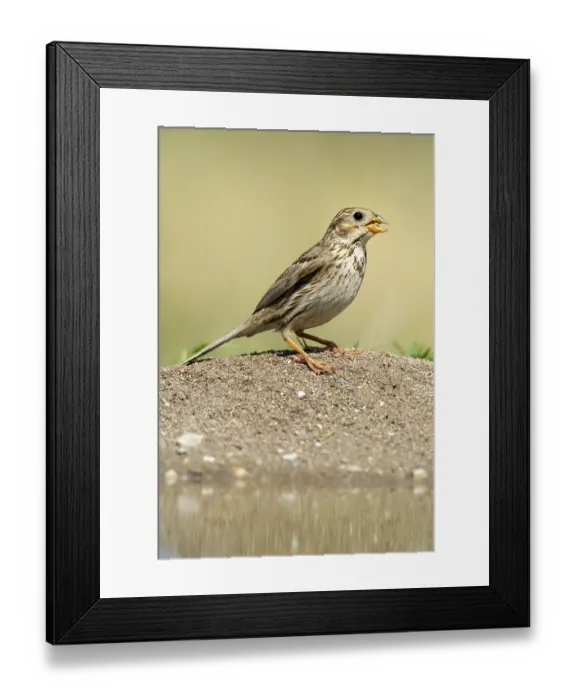 Framed Print : Corn Bunting (Emberiza calandra)