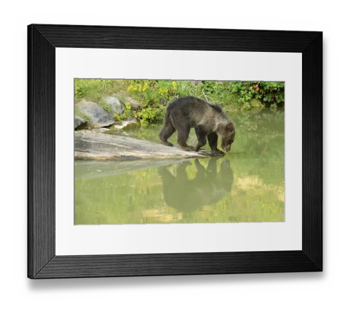 Framed Print : Young Brown Bear (Ursus arctos) Framed Print : Young Brown Bear (Ursus arctos)