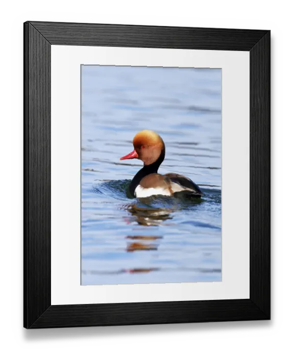 Framed Print : Red-crested pochard (Netta rufina) Framed Print : Red-crested pochard (Netta rufina)