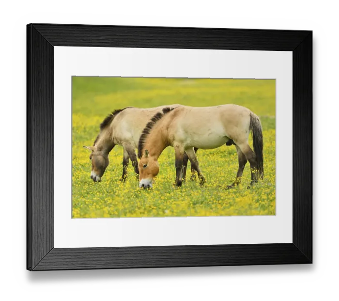 Framed Print : Two przewalski's horse (Equus ferus przewalskii)