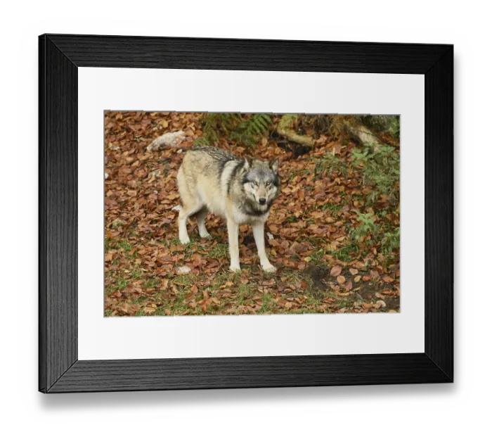 Framed Print : European gray wolf (Canis lupus lupus) Framed Print : European gray wolf (Canis lupus lupus)