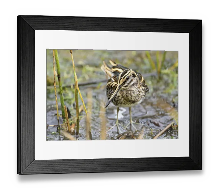 Framed Print : Jack snipe (Lymnocryptes minimus)