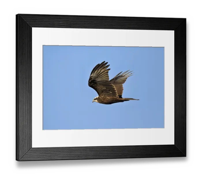 Framed Print : Marsh harrier (Circus aeruginosus)